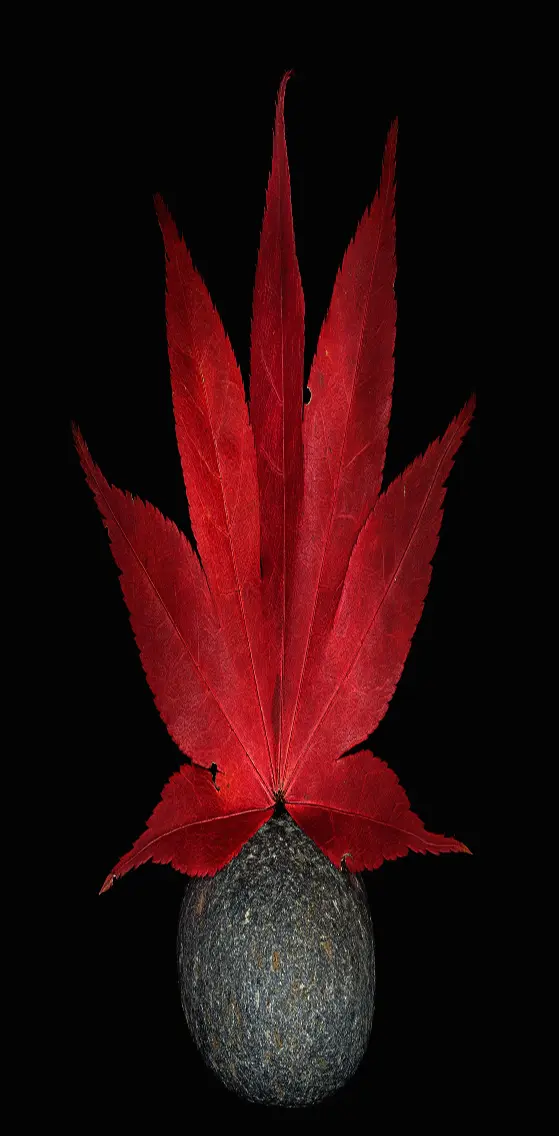 Red  Leaf