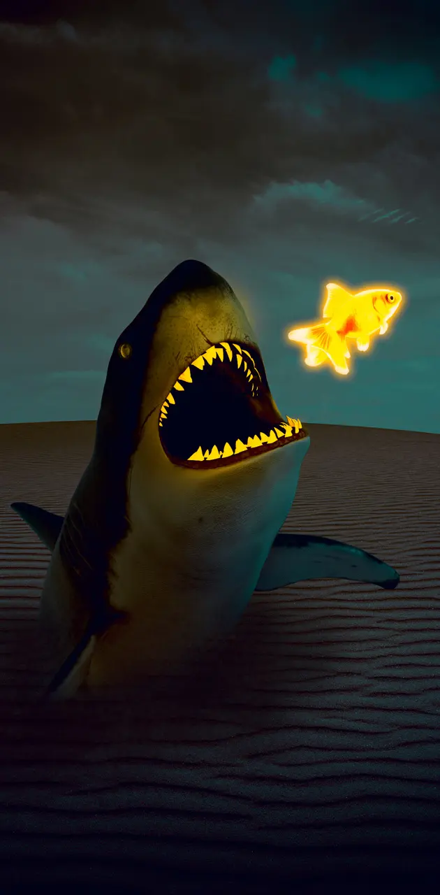 Shark - Köpek Balığı