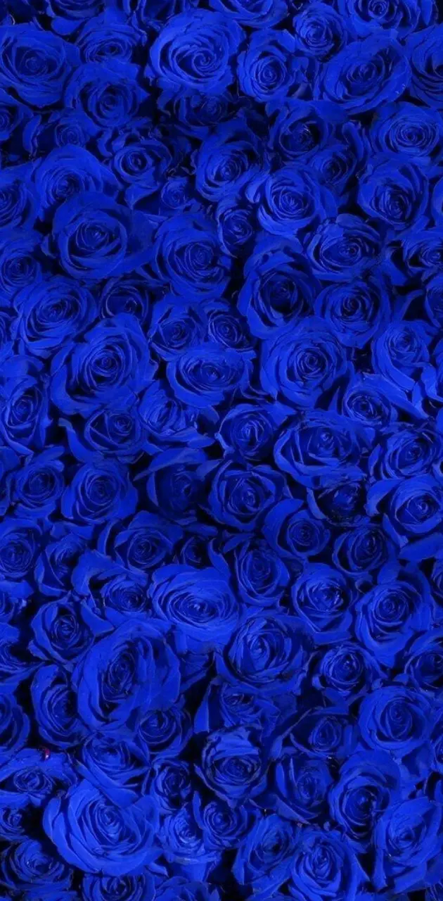 Blues rose