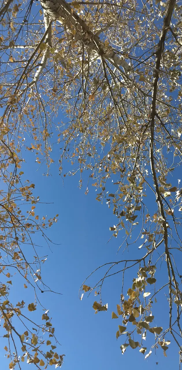 Under a Fall Tree