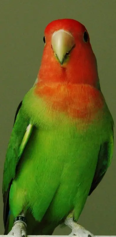 Parrot X
