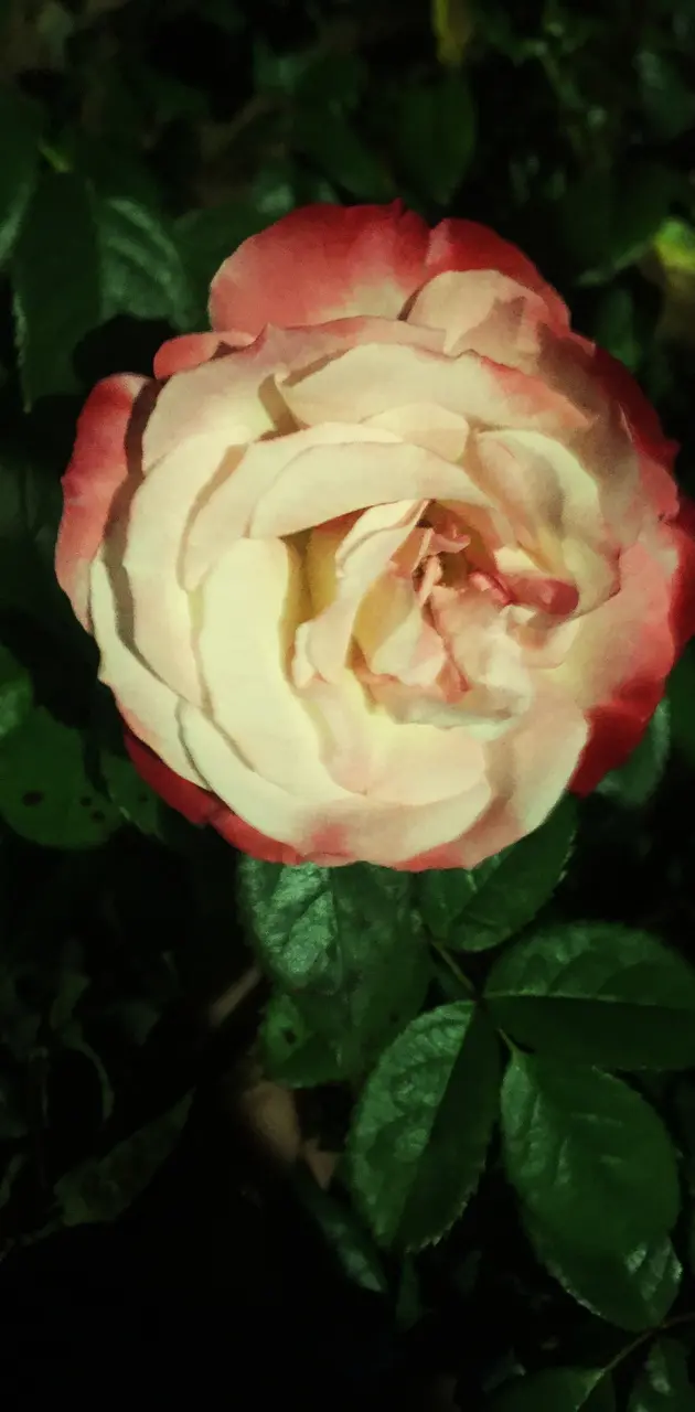 Two-tone Rose