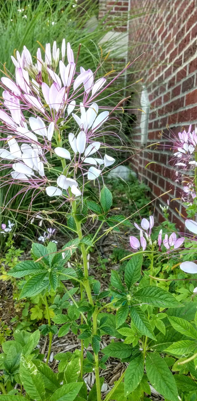 Whisker flower