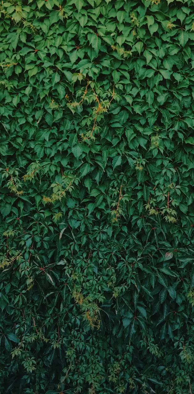 Wall of Green