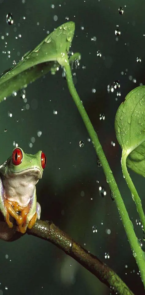 Rainy night frog