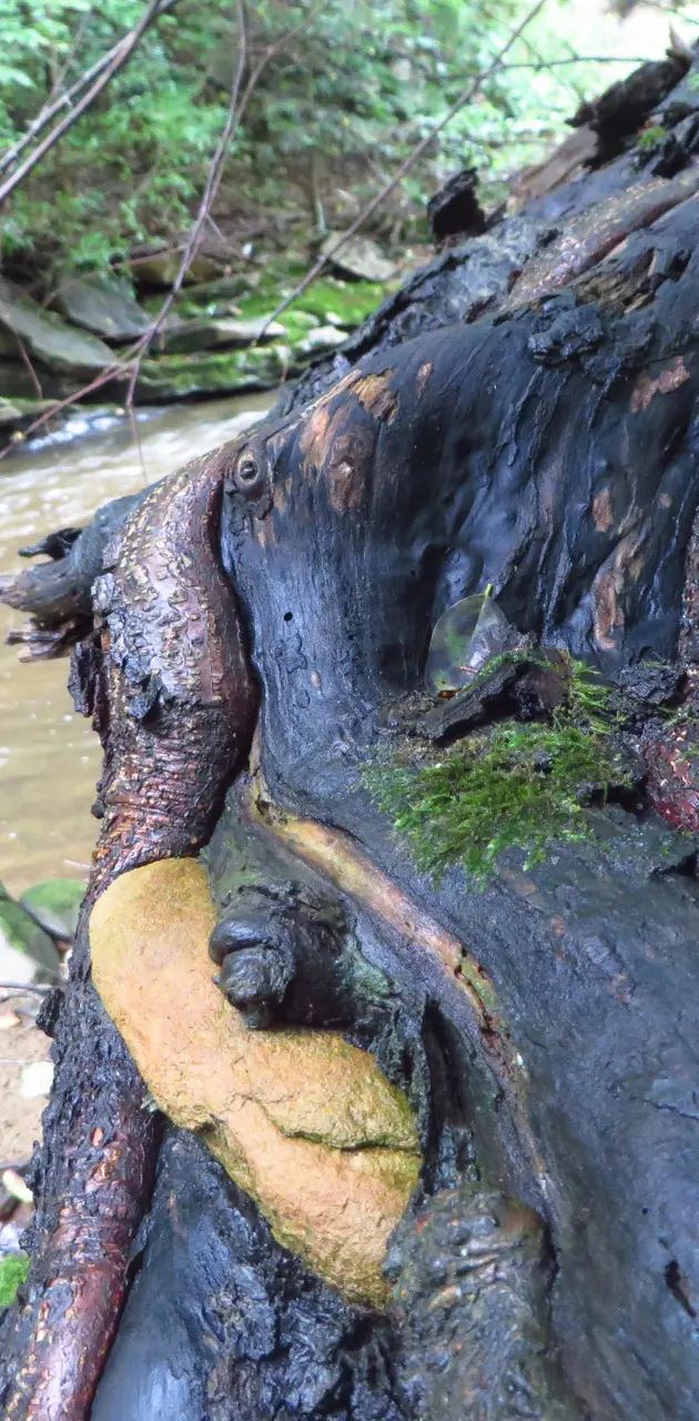 Tree root by water