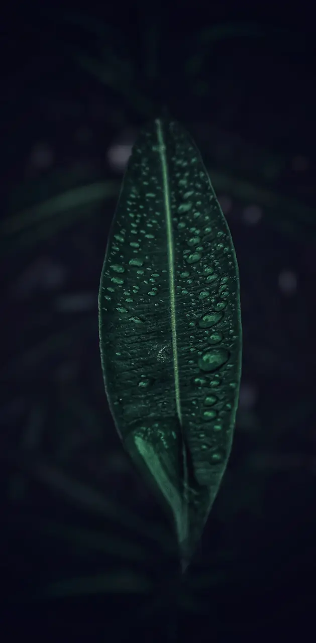 Dark leaf background
