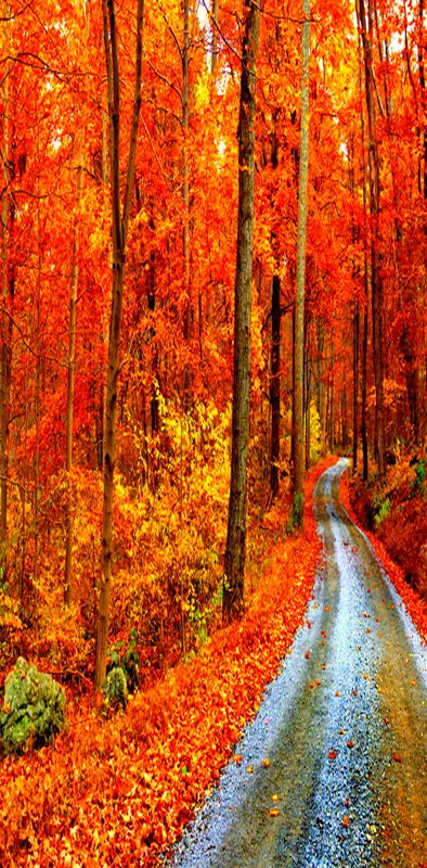 Autumn Forest Rd