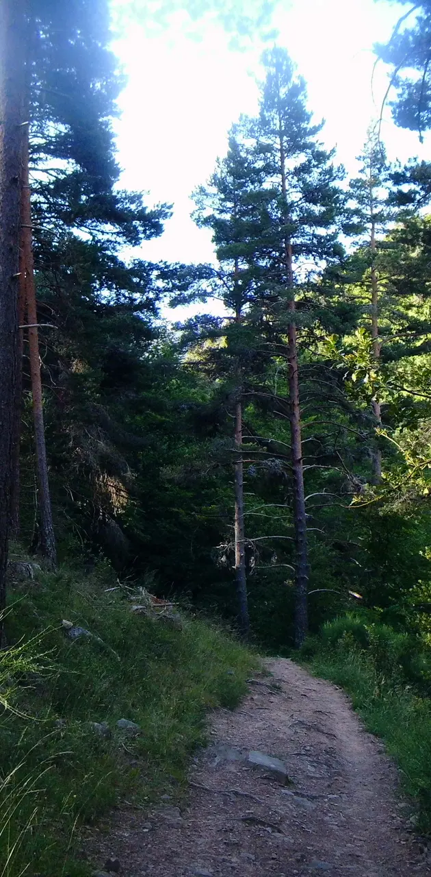 Bosque 1