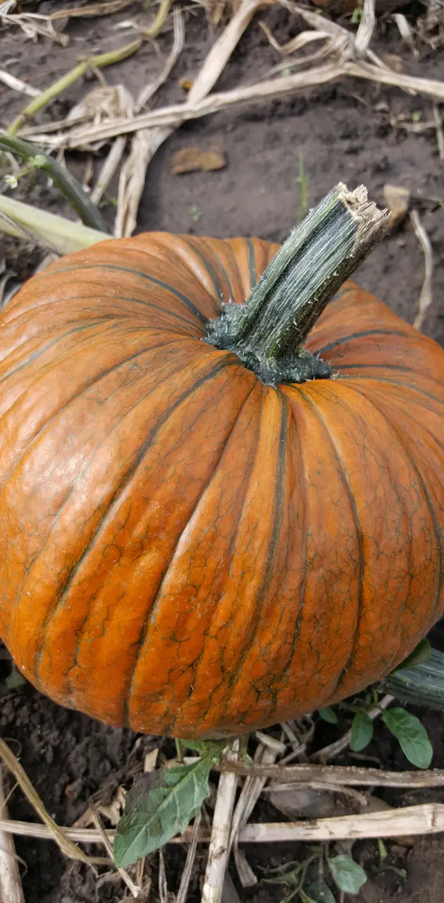 Detail pumpkin 