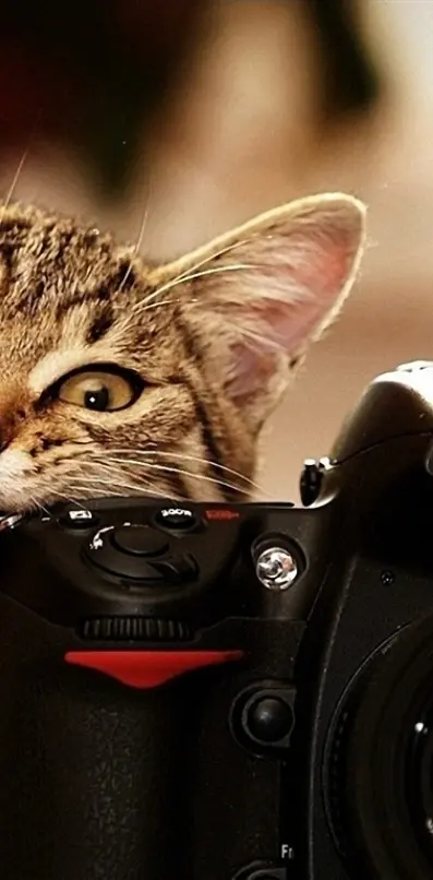 Cats Also Use Camera