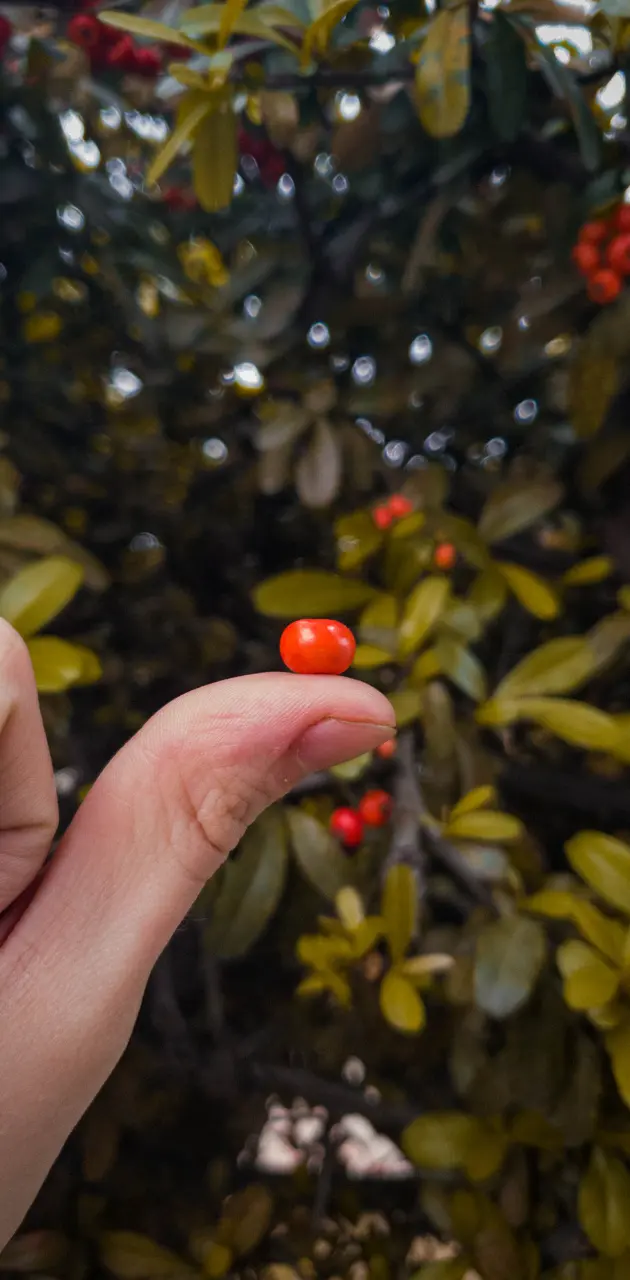 Mini tomate 