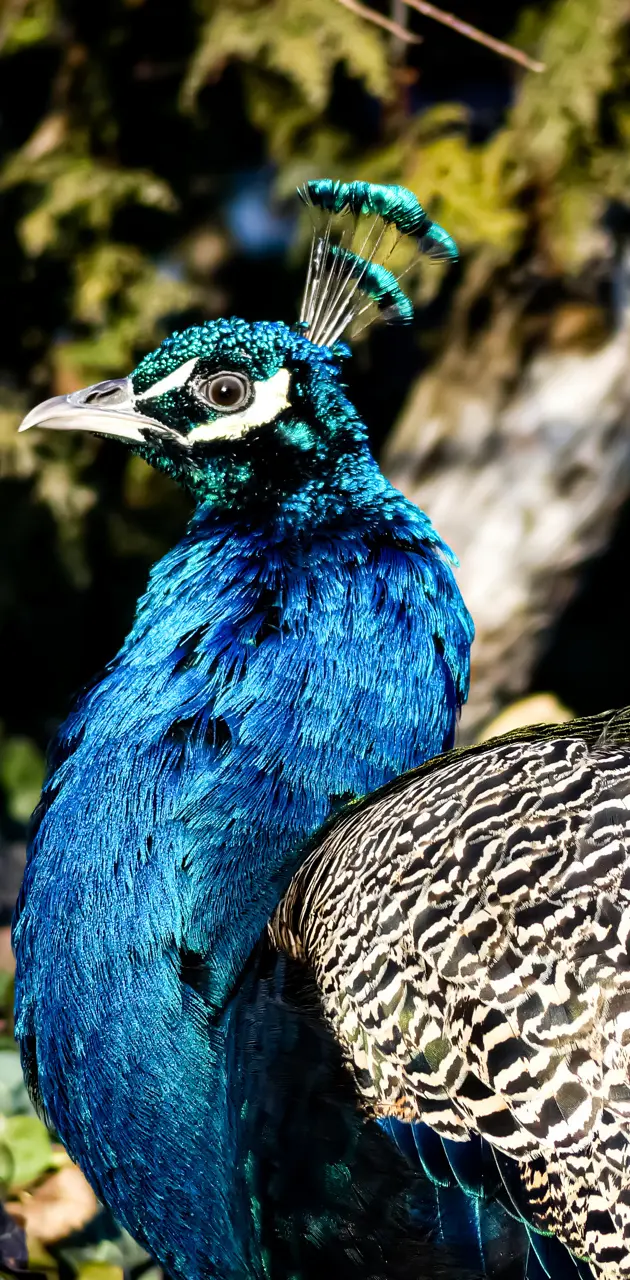 Peacock Prince 