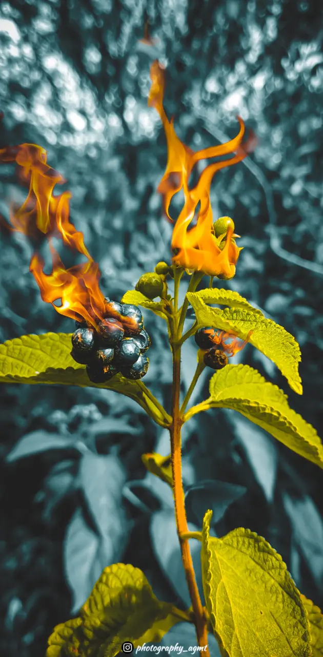 Fire on Flower