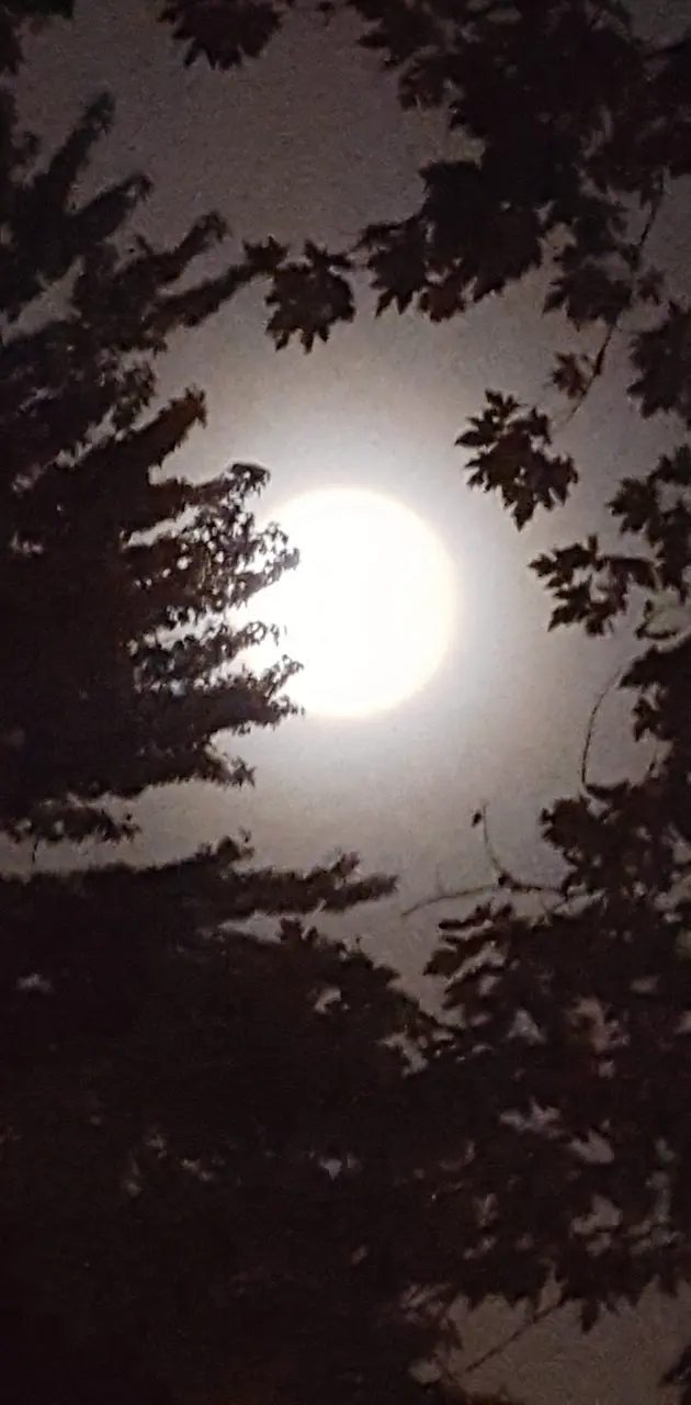 Full moon thru trees