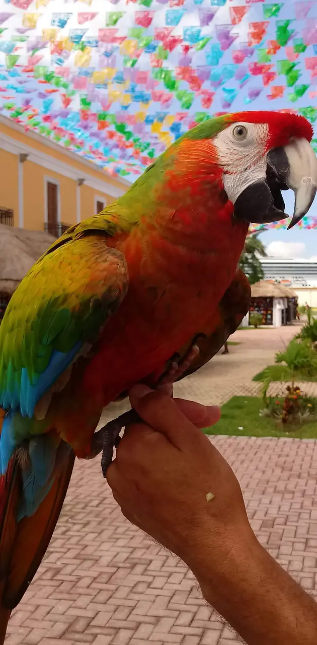 Parrot in Cozumel 