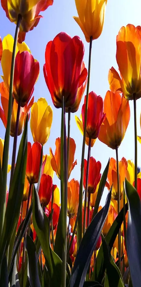 Tulips Field wp