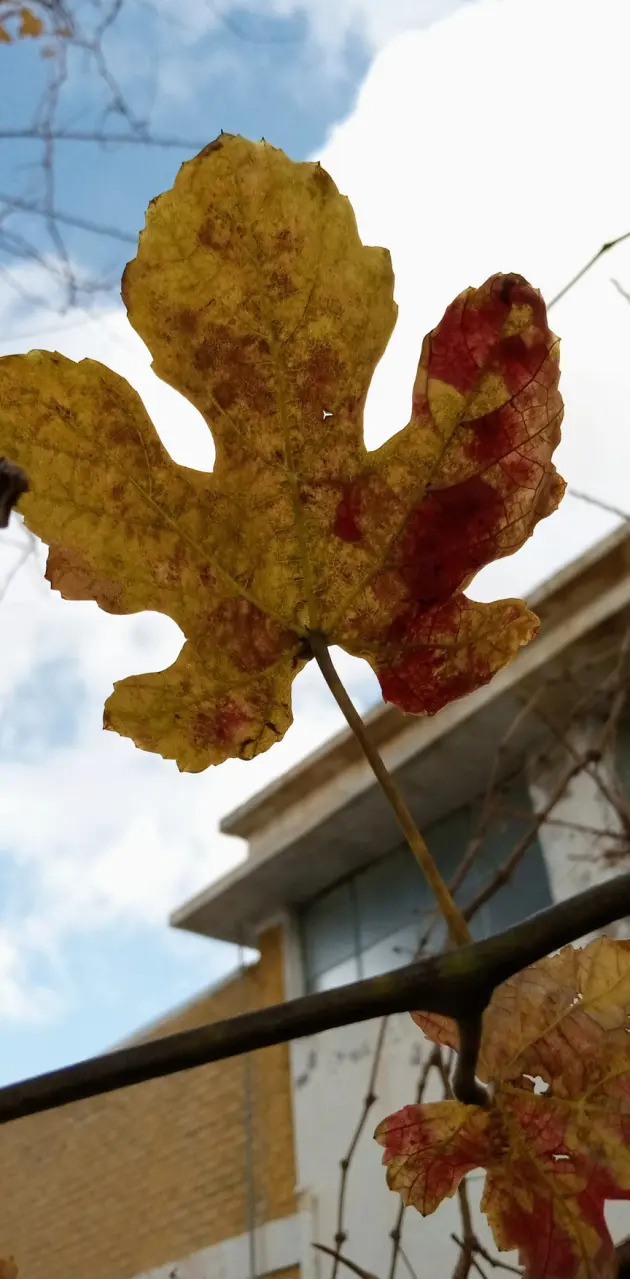 Nature leaf autumn