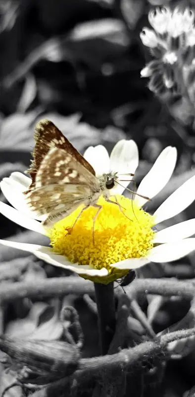 Daisy and butterfly