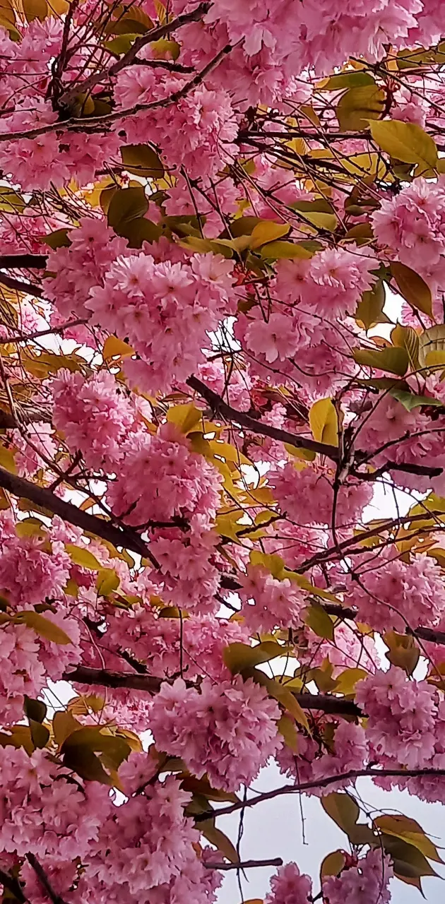 Pink flowers tree