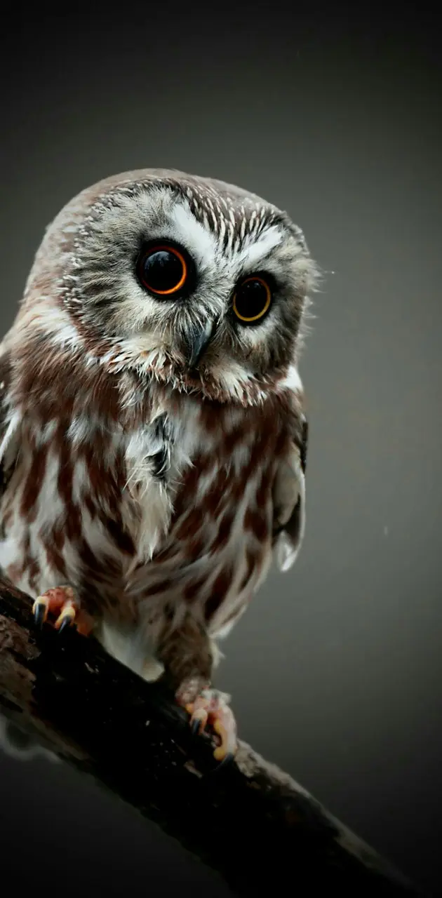 Owl Cute