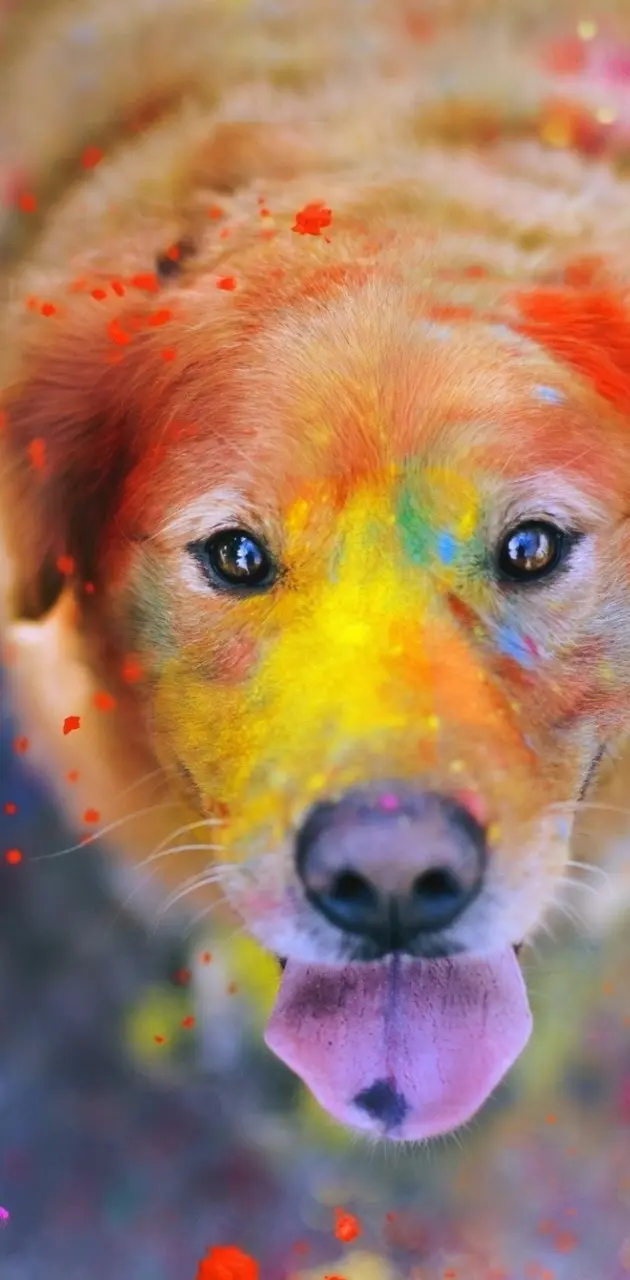 Colorful Dog Hd