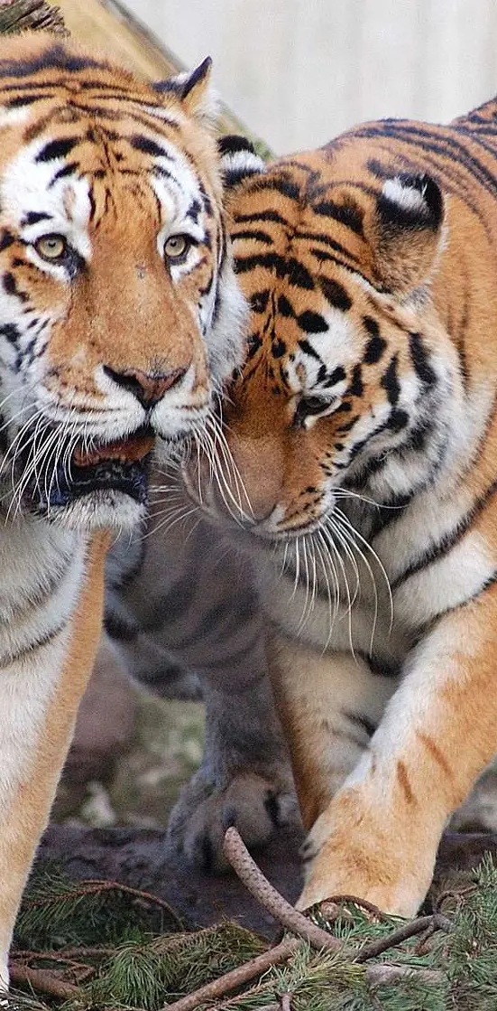 Tiger friends