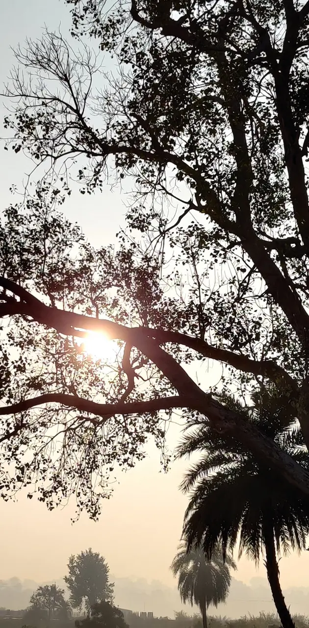 sunlight in trees