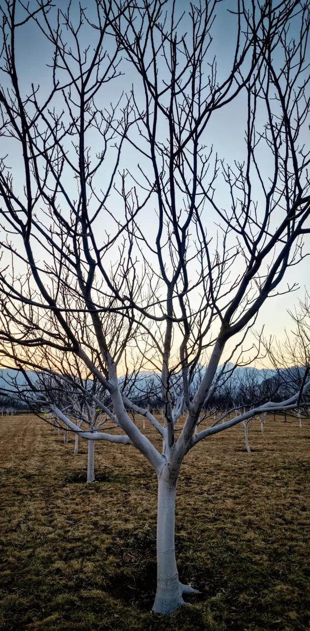 Dead white tree