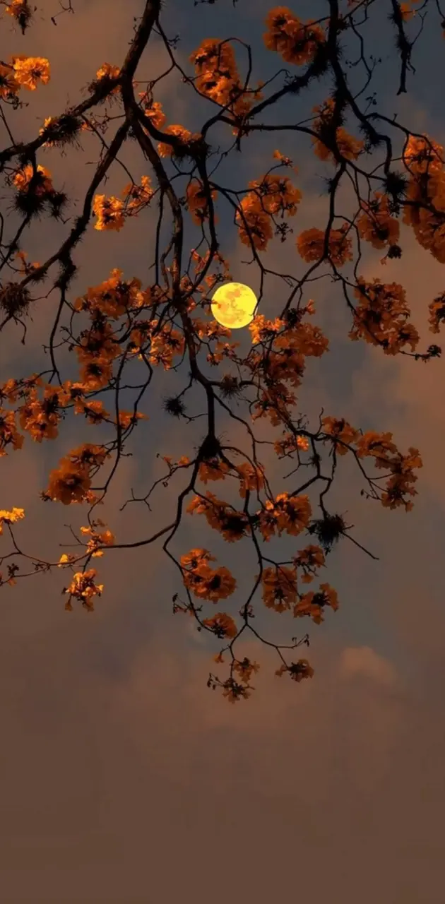 Autumn moon