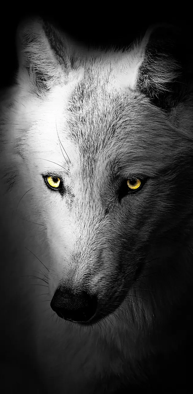 Beyaz Bozkurt - Wolf
