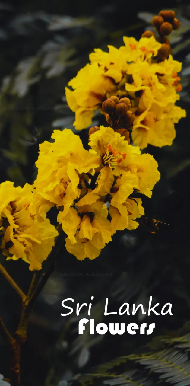 Flowers Sri Lanka