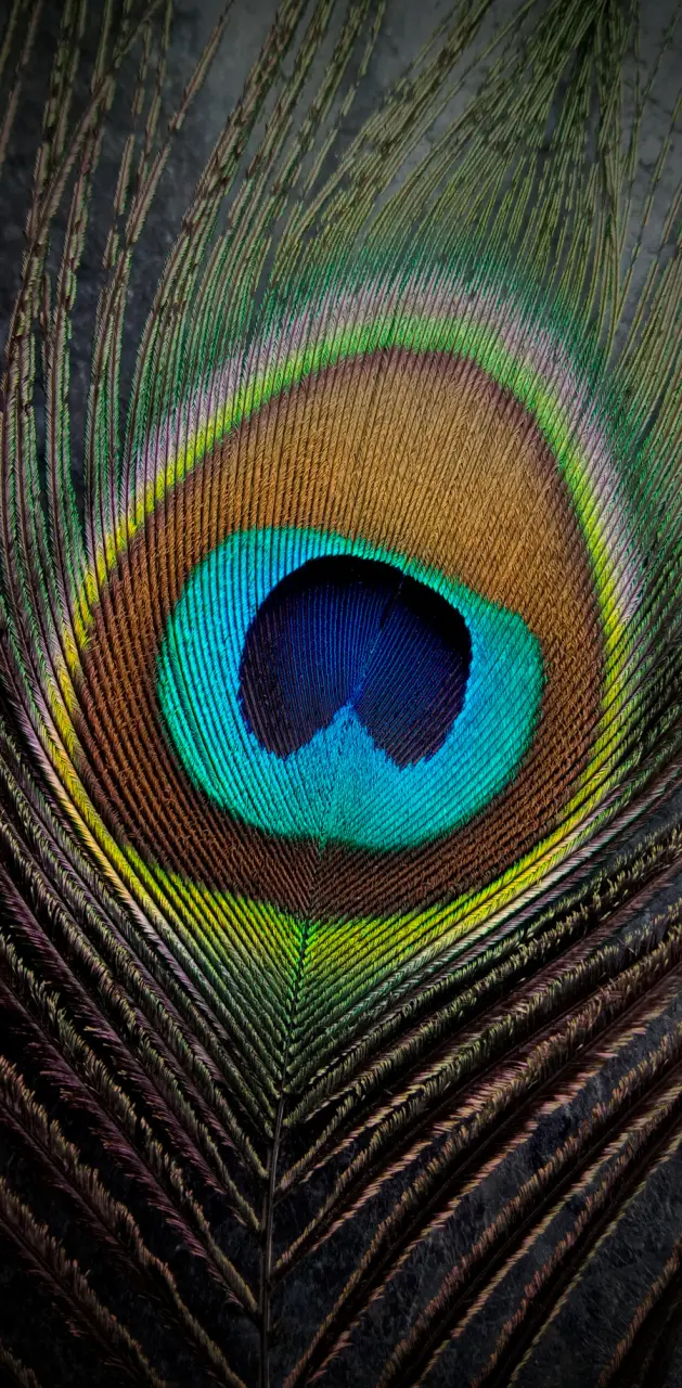 Peacock fins