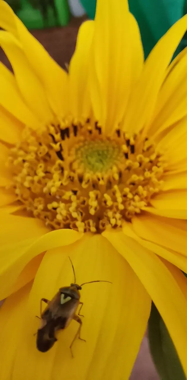 Sunflower beatle