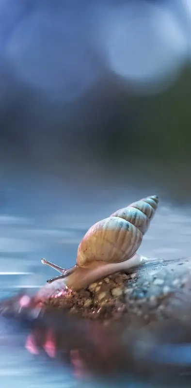 little snail