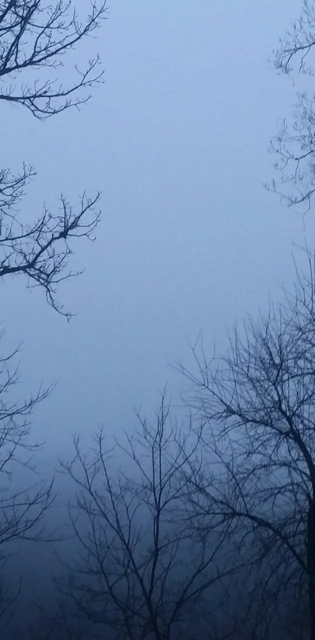 Fog Morning