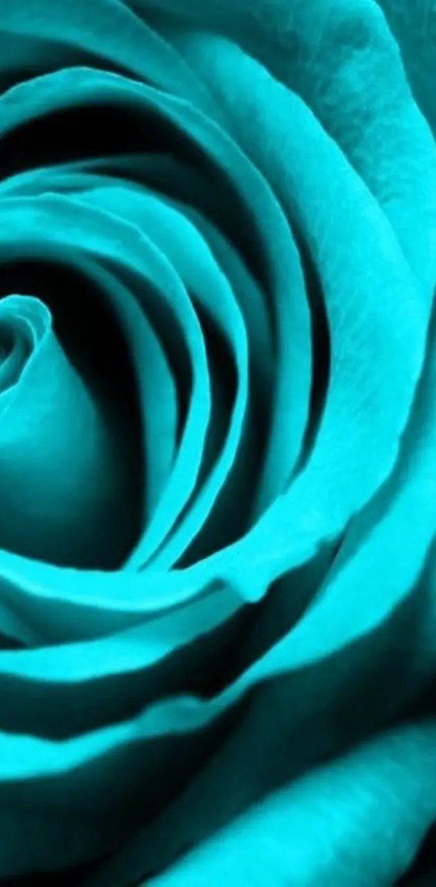 Turquoise Rose