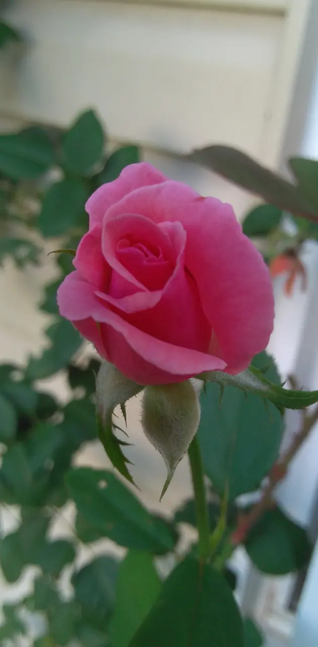  rosebush