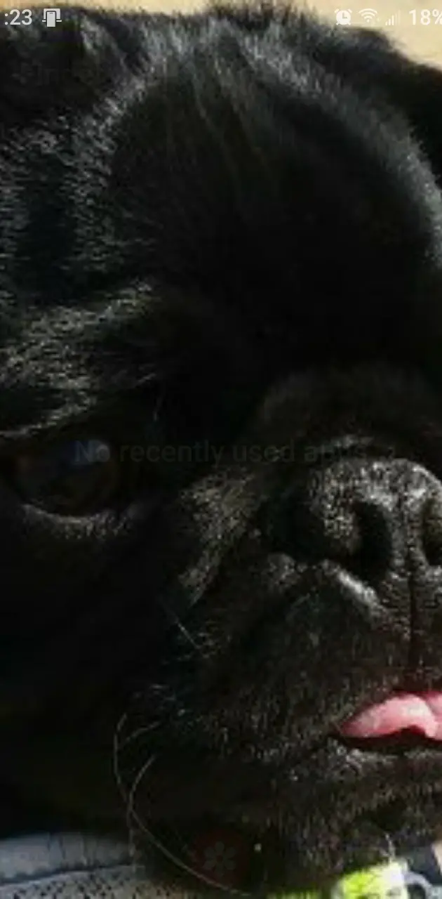 Black pug up close