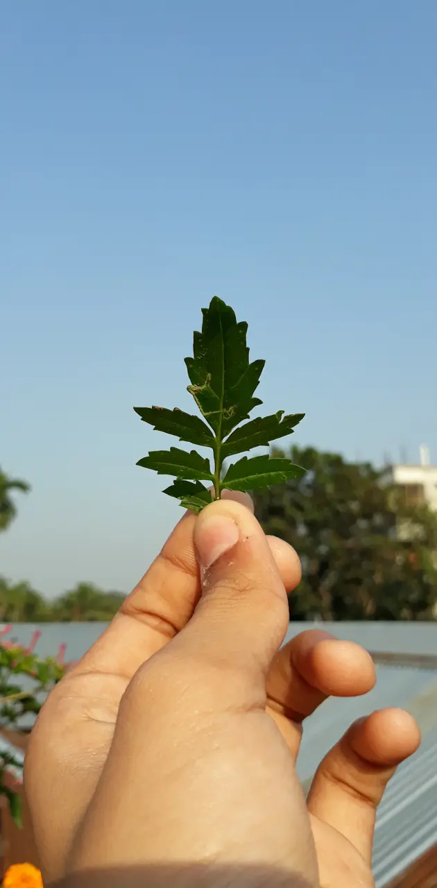 leaf on hand