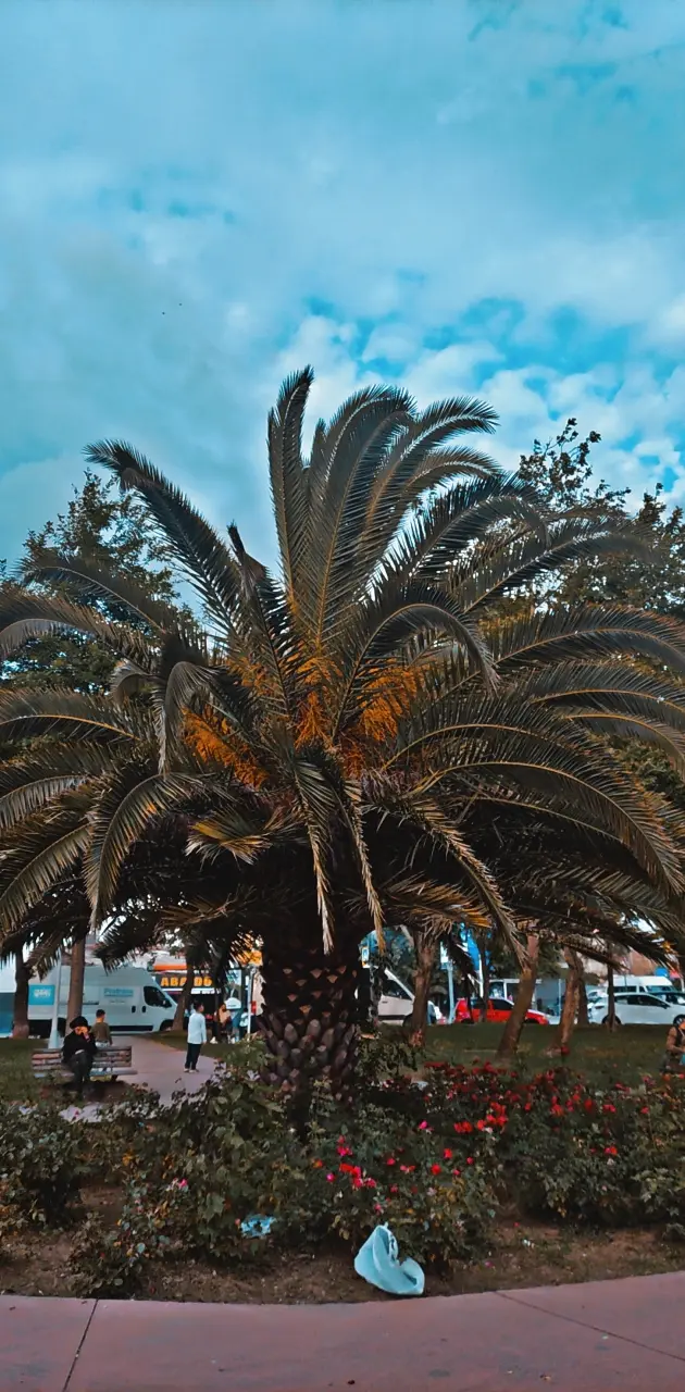 Palmiye ağaç