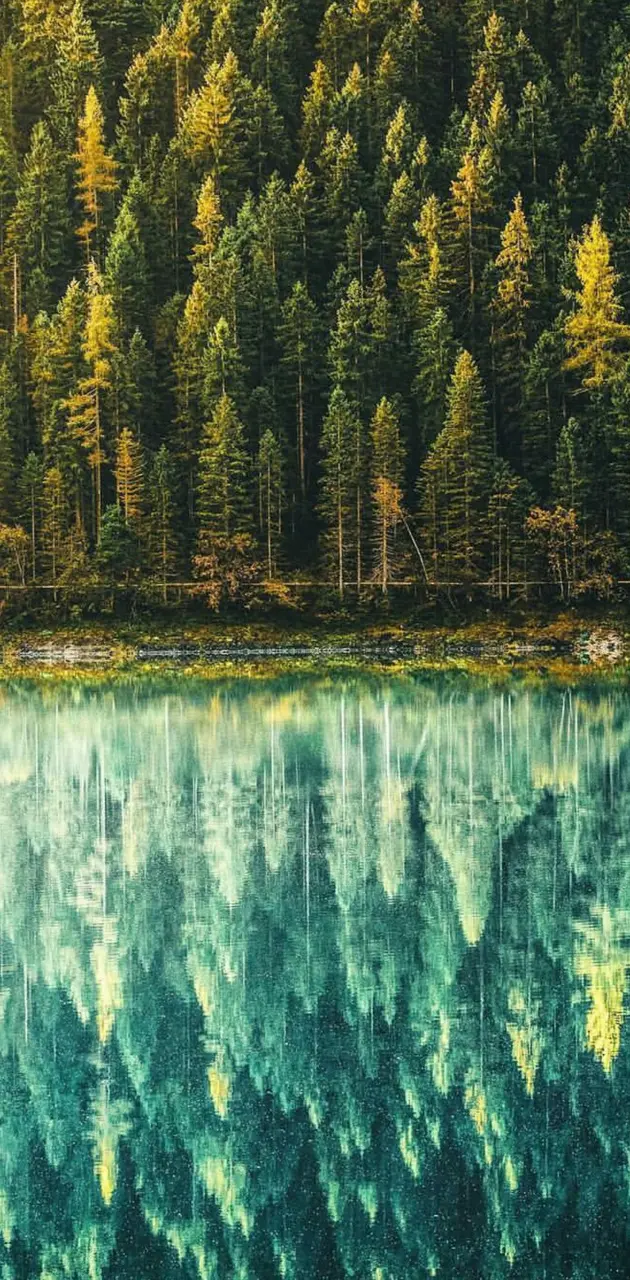 Reflective Forest