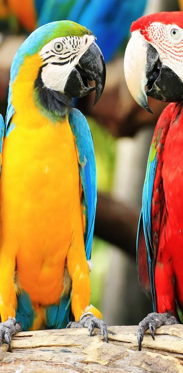 Parrot Macaw Birds
