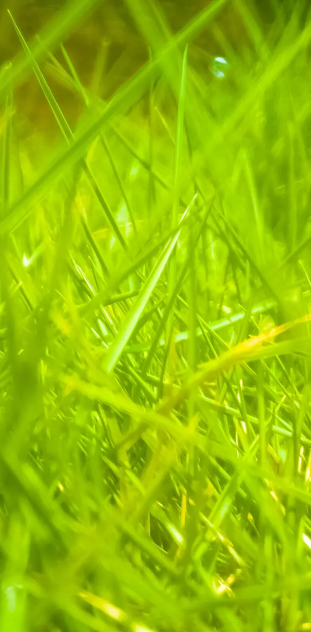 Simply grass