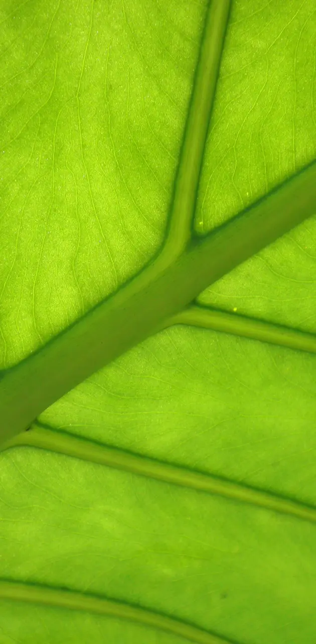 Back of a leaf