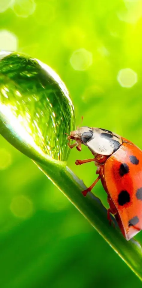 Summer Ladybug