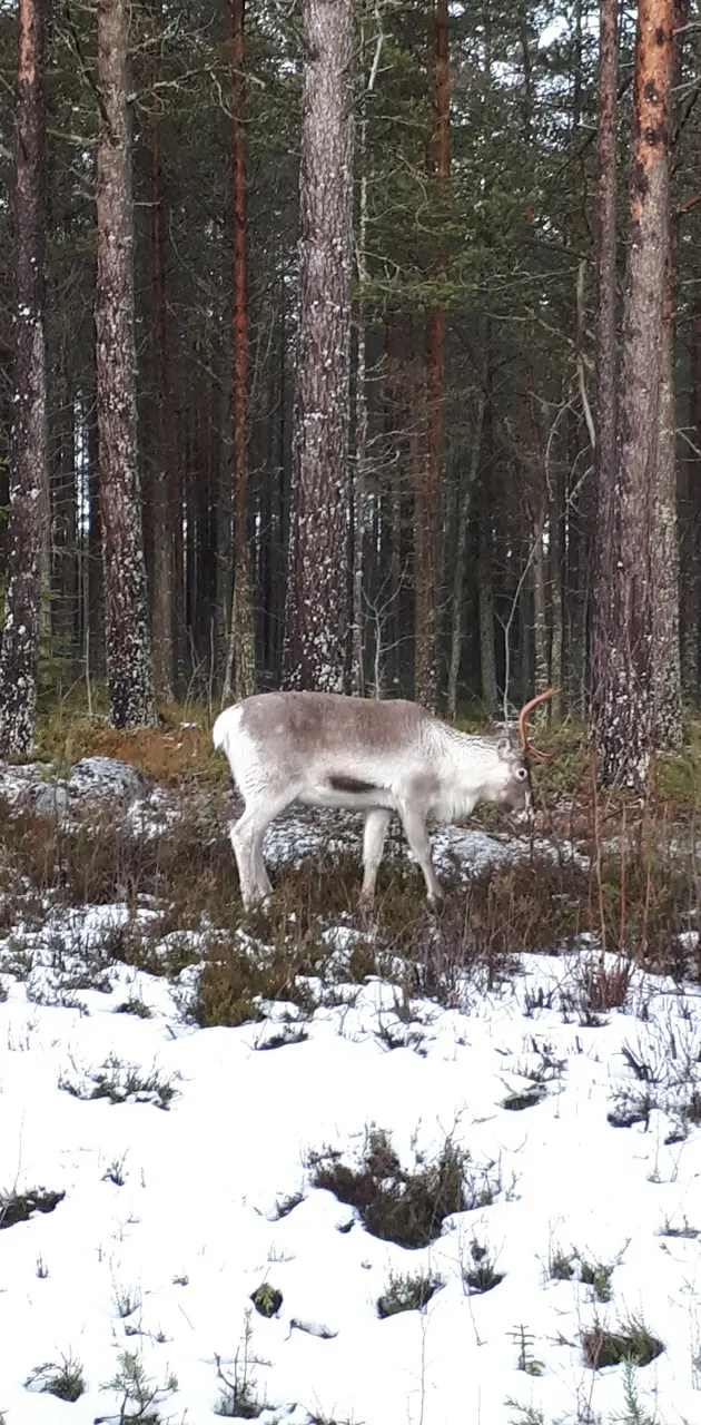 Reindeer in forest
