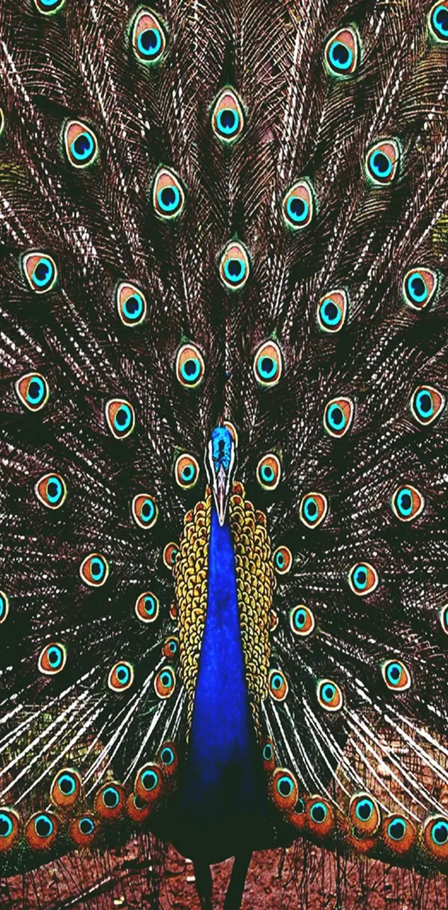 hd peacock