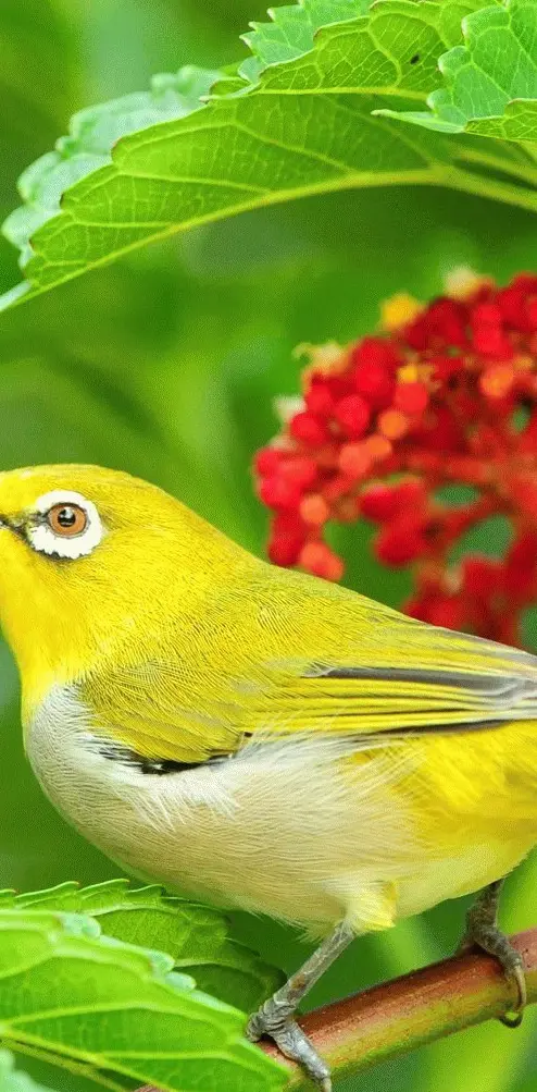 bird yellow