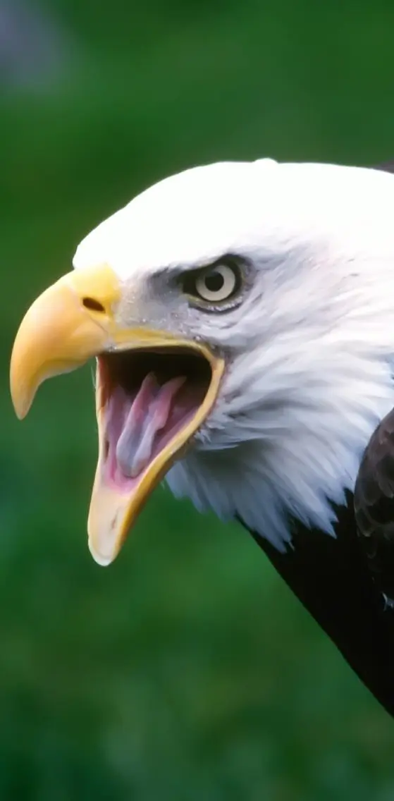 Eagle Roar